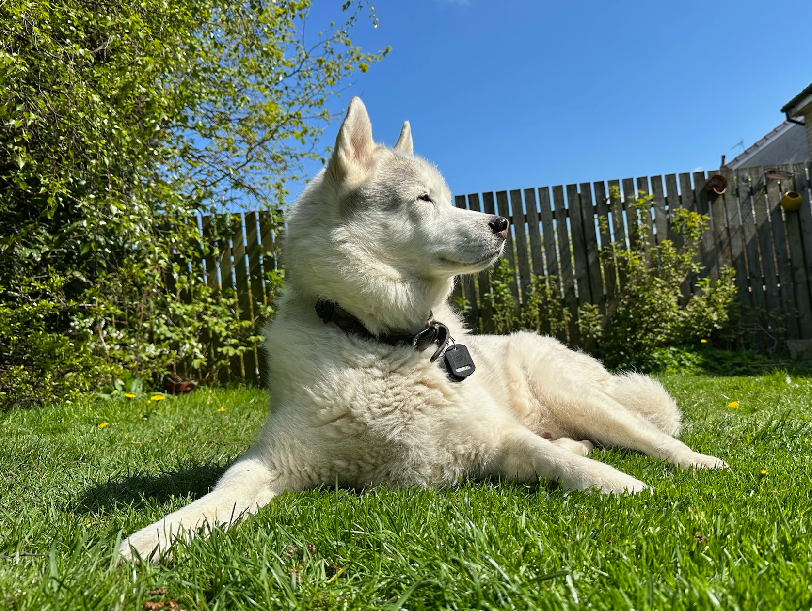Zoose in the garden