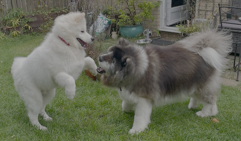 Kenzo and Ella playing