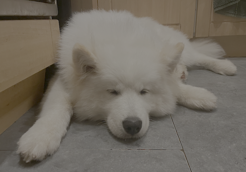 Kenzo snoozing in the kitchen