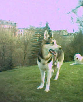 Laszlo on a hill
