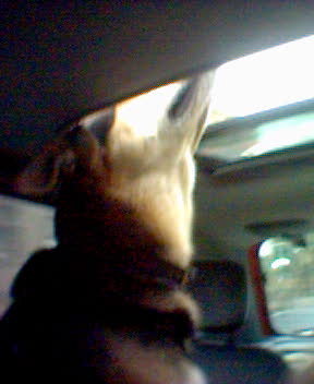 Laszlo sticking his head out of the sunroof